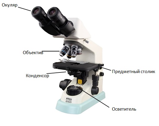 Сам себе ученый (мир через бумажный микроскоп)